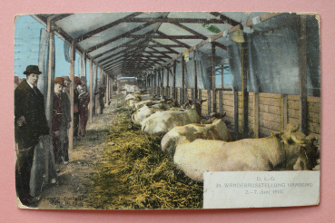 Ansichtskarte AK Hamburg 1910 DLG Wanderausstellung Ausstellung Landwirtschaft Kühe Viehzucht Stall Architektur Ortsansicht